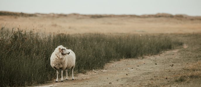 Du sollst nicht glücklich sein.