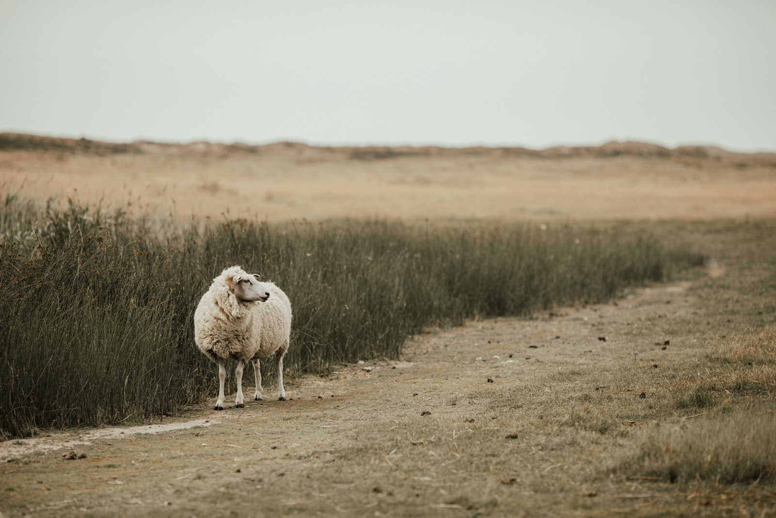 Du sollst nicht glücklich sein.